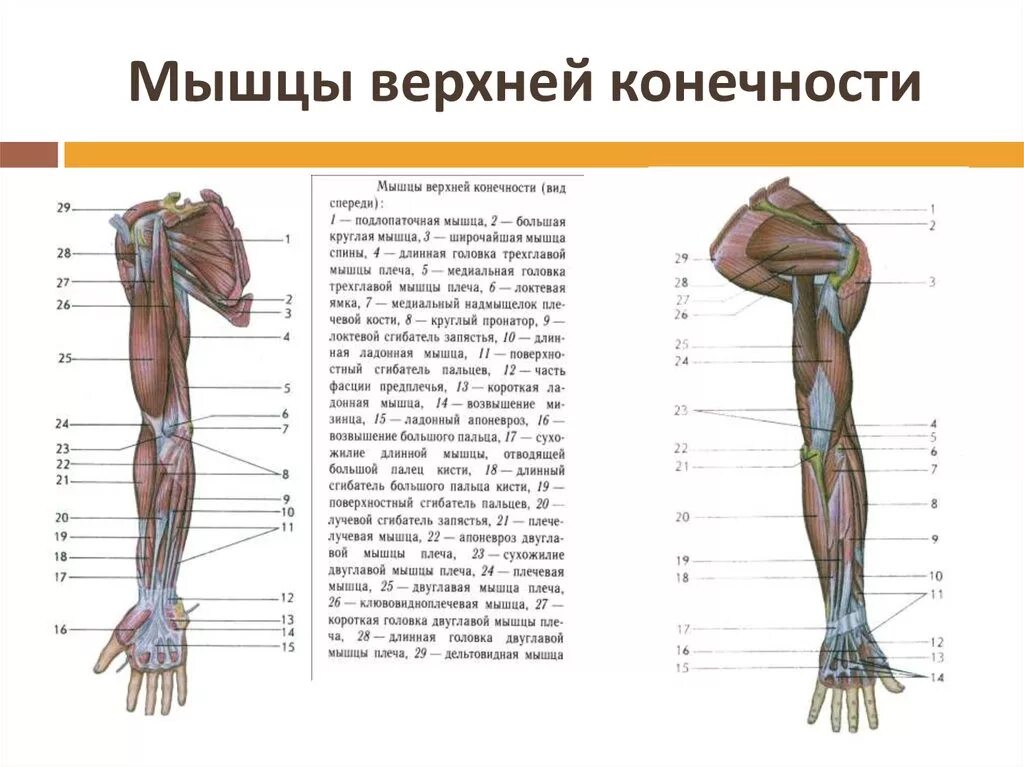 Сколько конечностей верхних конечностей. Мышцы свободной верхней конечности анатомия строение. Мышцы верхней конечности анатомия вид спереди. Мышцы плечевого пояса и свободной верхней конечности.