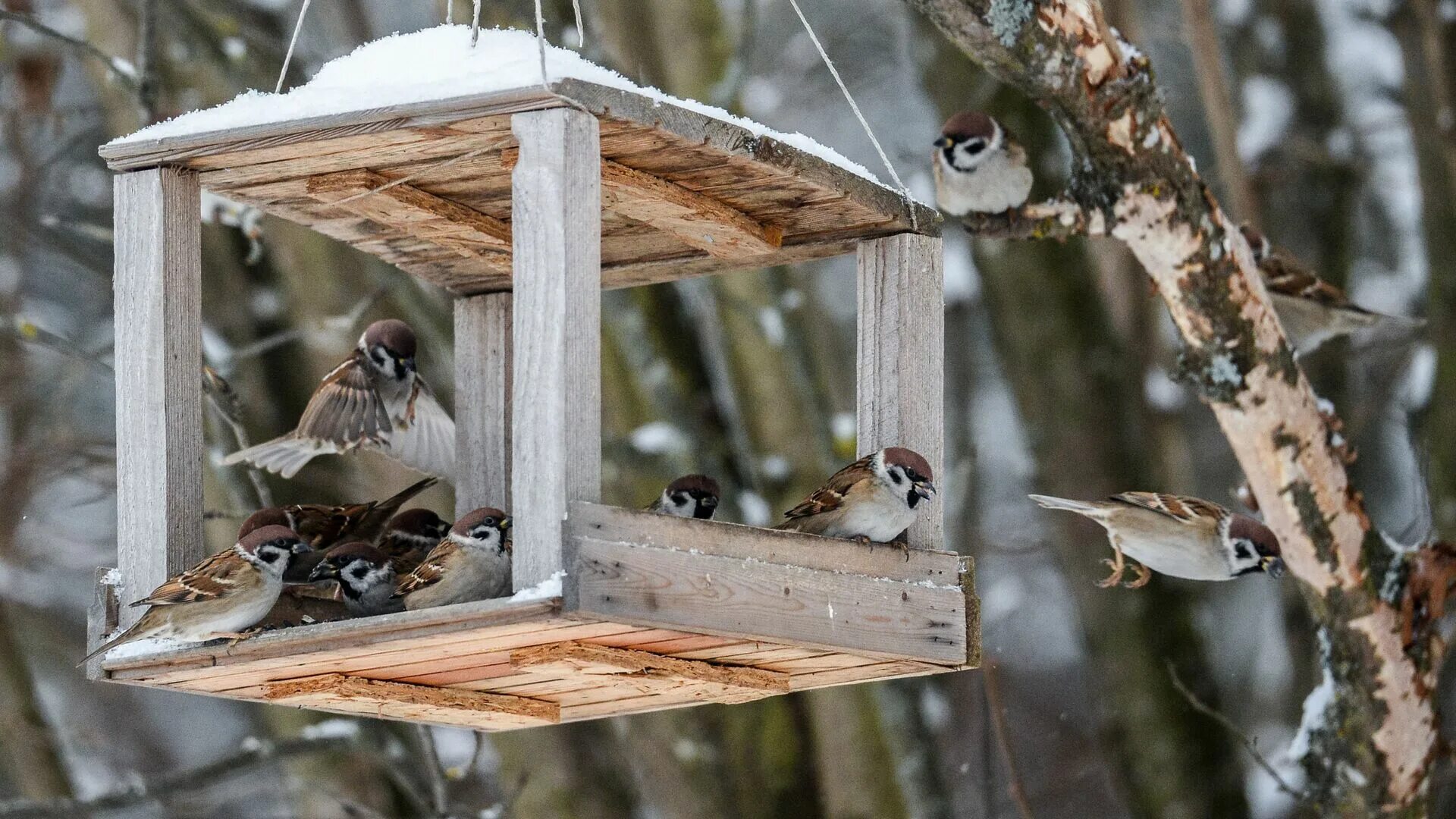 Кормушка для птичек. Зима кормушки воробьи. Воробей в кормушке. Синички и воробьи в кормушке. Синица воробей снегирь.
