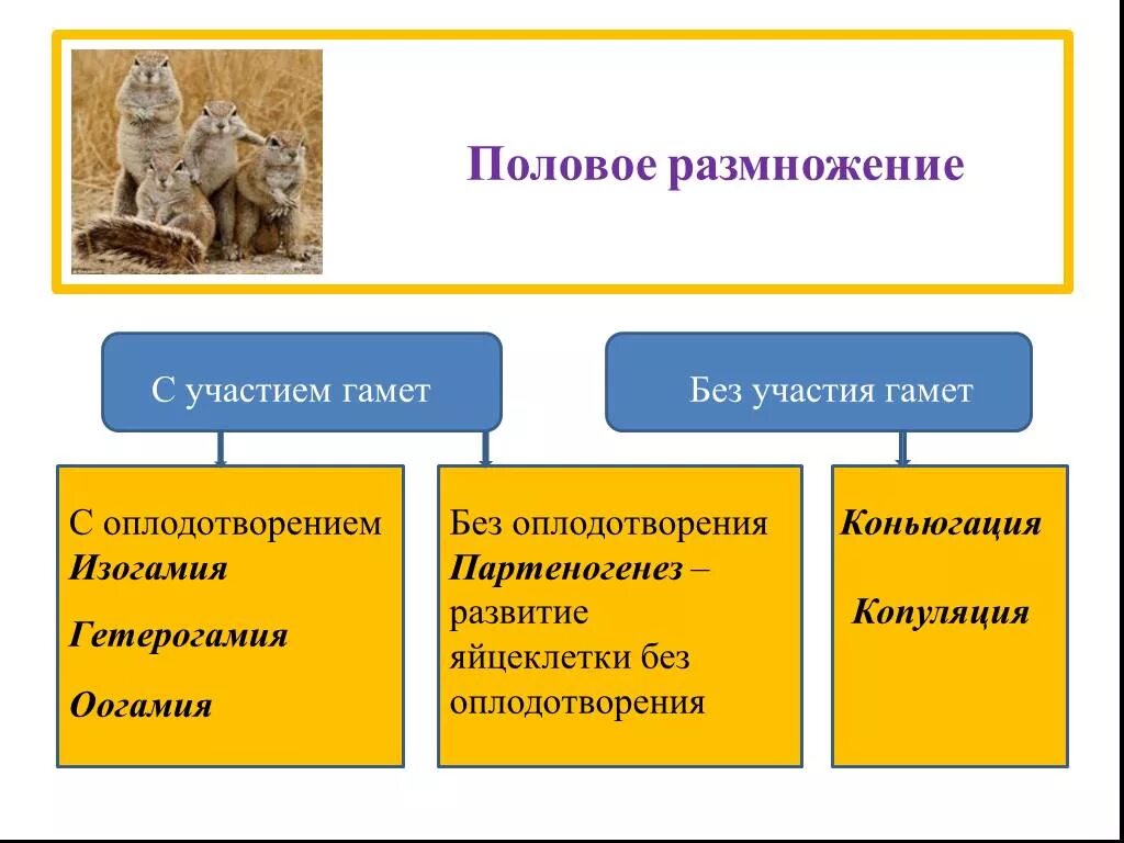 Как происходит без половое размножение. Половое размножение без оплодотворения. половое размножение без участия гамет. половое размножение с участием гамет. половое размножение с оплодотворением.