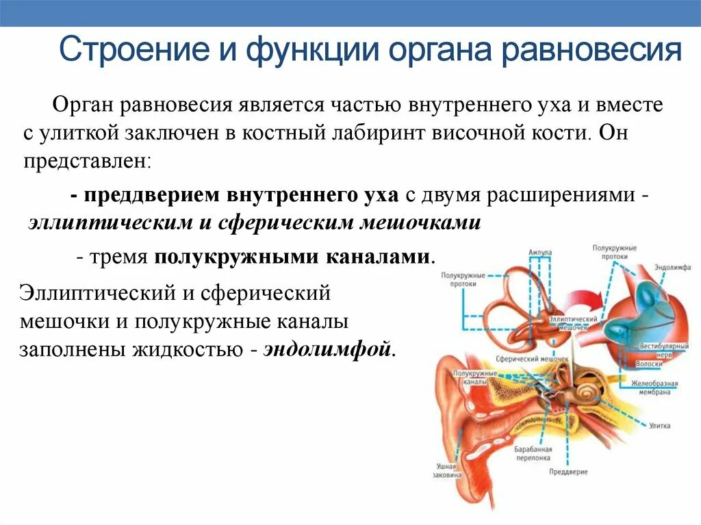 Вестибулярный аппарат связан с. Строение анализатора органа равновесия. Орган равновесия функции. Функции анализатора равновесия. Функции органа равновесия анализатора.