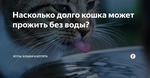 Сколько времени кошка может прожить без еды