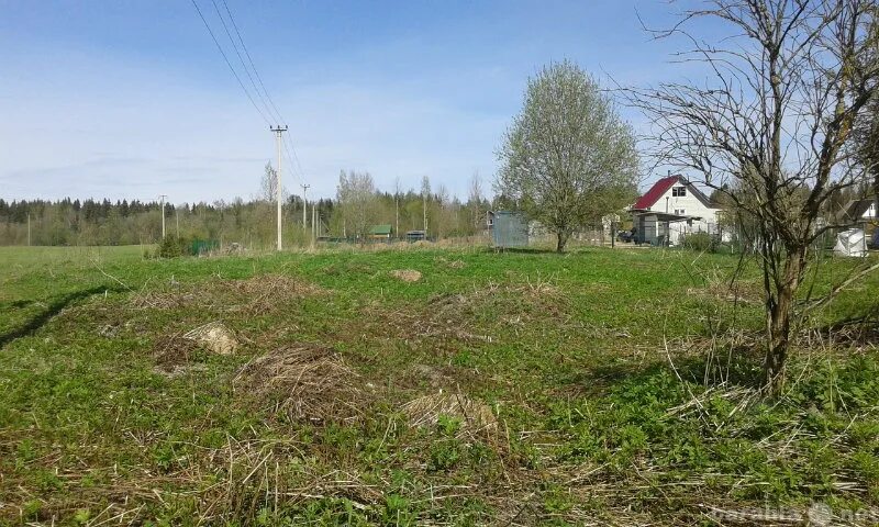 Деревня Сосницы Волосовский район. Участок без дома. Земельный участок весной. Фото земельного участка в СНТ.