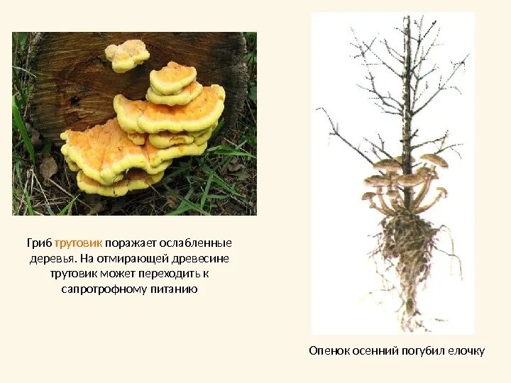 Мицелий трутовика. Трутовик поражение растения. Поражаемые растения гриба трутовика. Гриб трутовик. Гриб трутовик растение