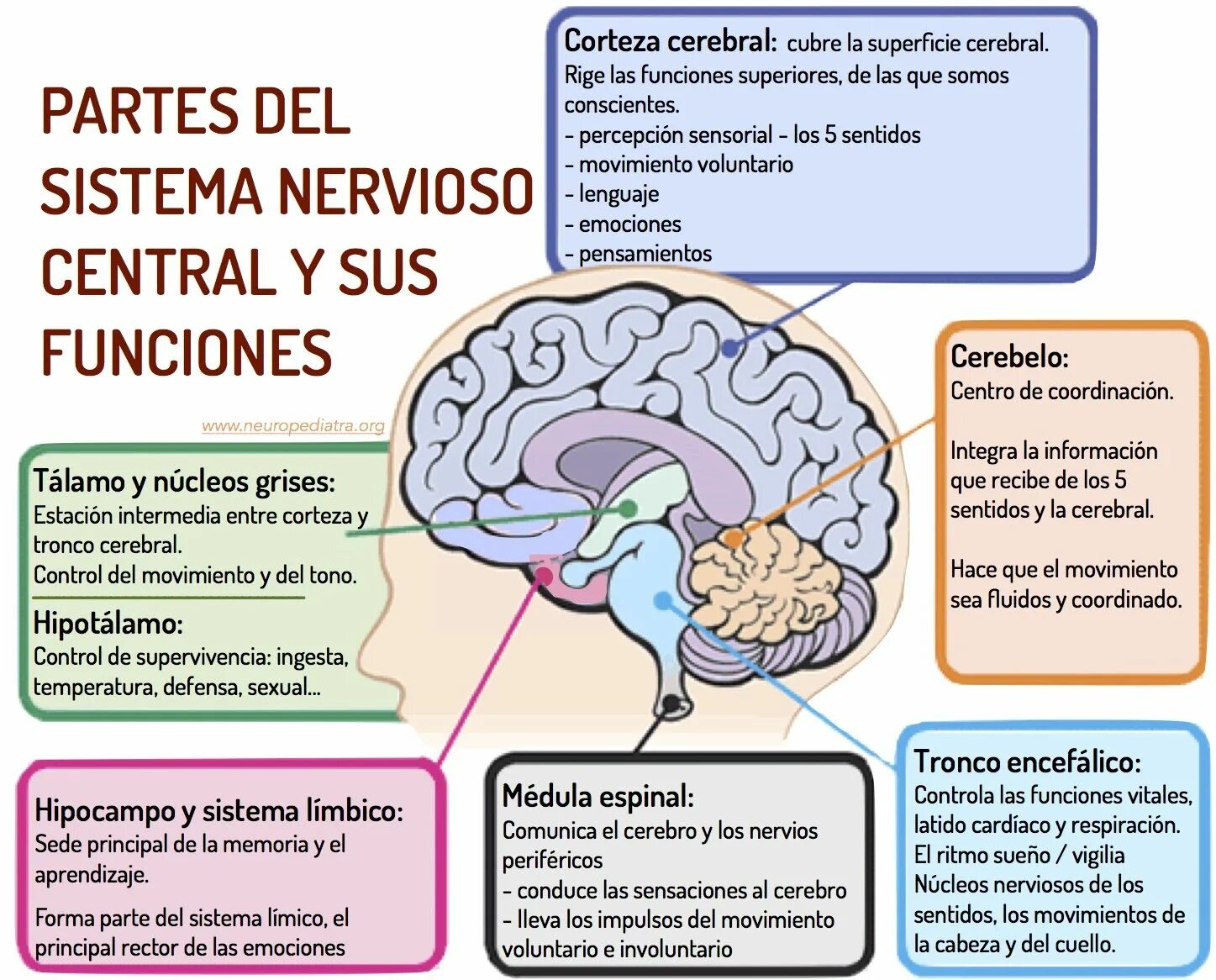 Brain and some. Мозг и нервная система. Кортекс мозг. Cerebro система управления проектами.