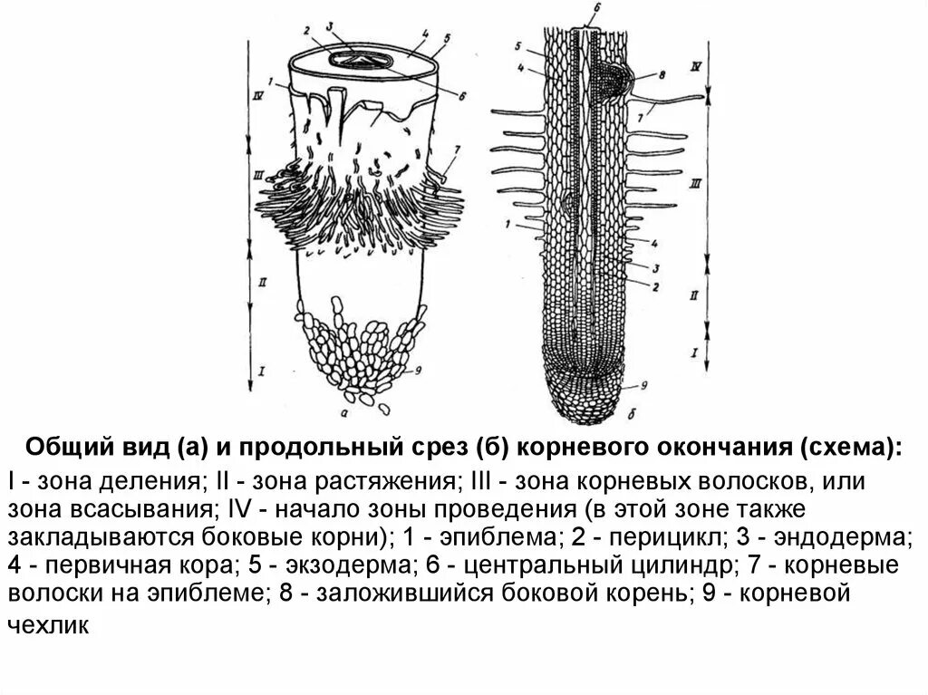 Строение молодого корня. Строение кончика корня проростка пшеницы. Продольное сечение корня схема. Продольный разрез корневого окончания. Схема строения корневой мочки.