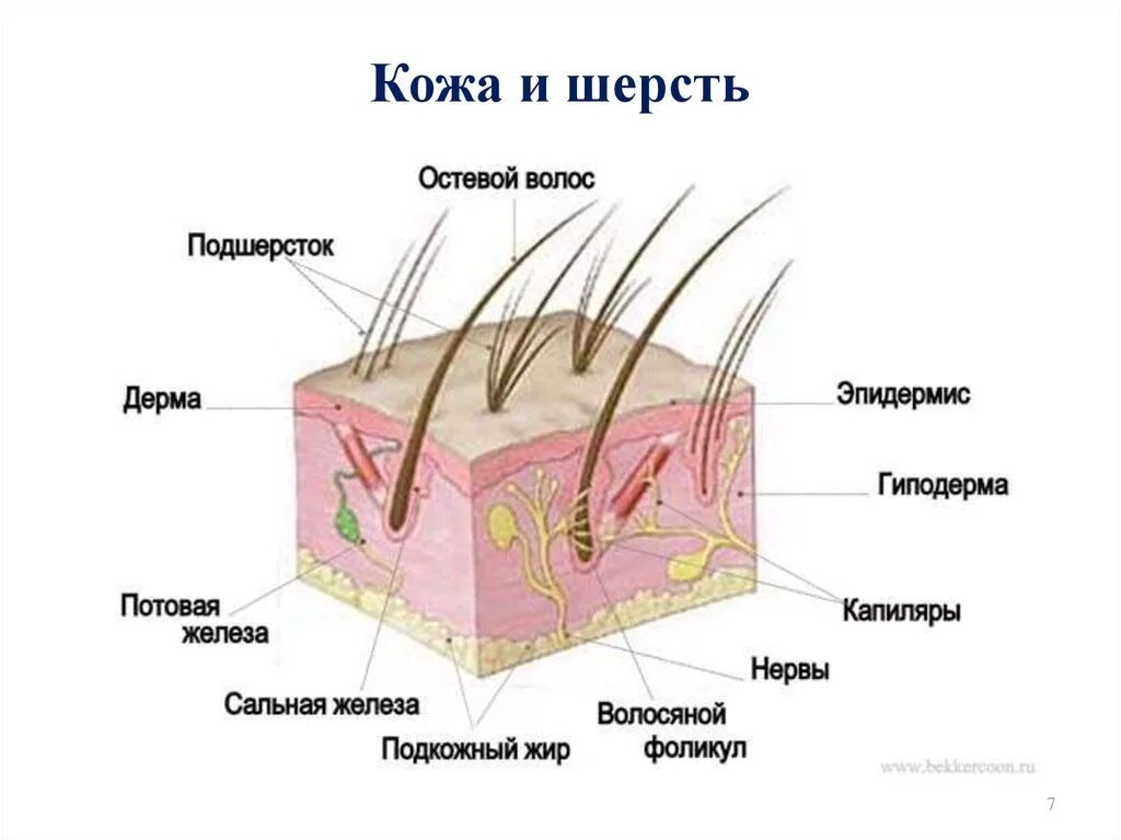 Кожный Покров строение кожи анатомия животных. Строение волоса собаки схема. Строение волоса типы волос у собак. Строение кожного Покрова собаки.