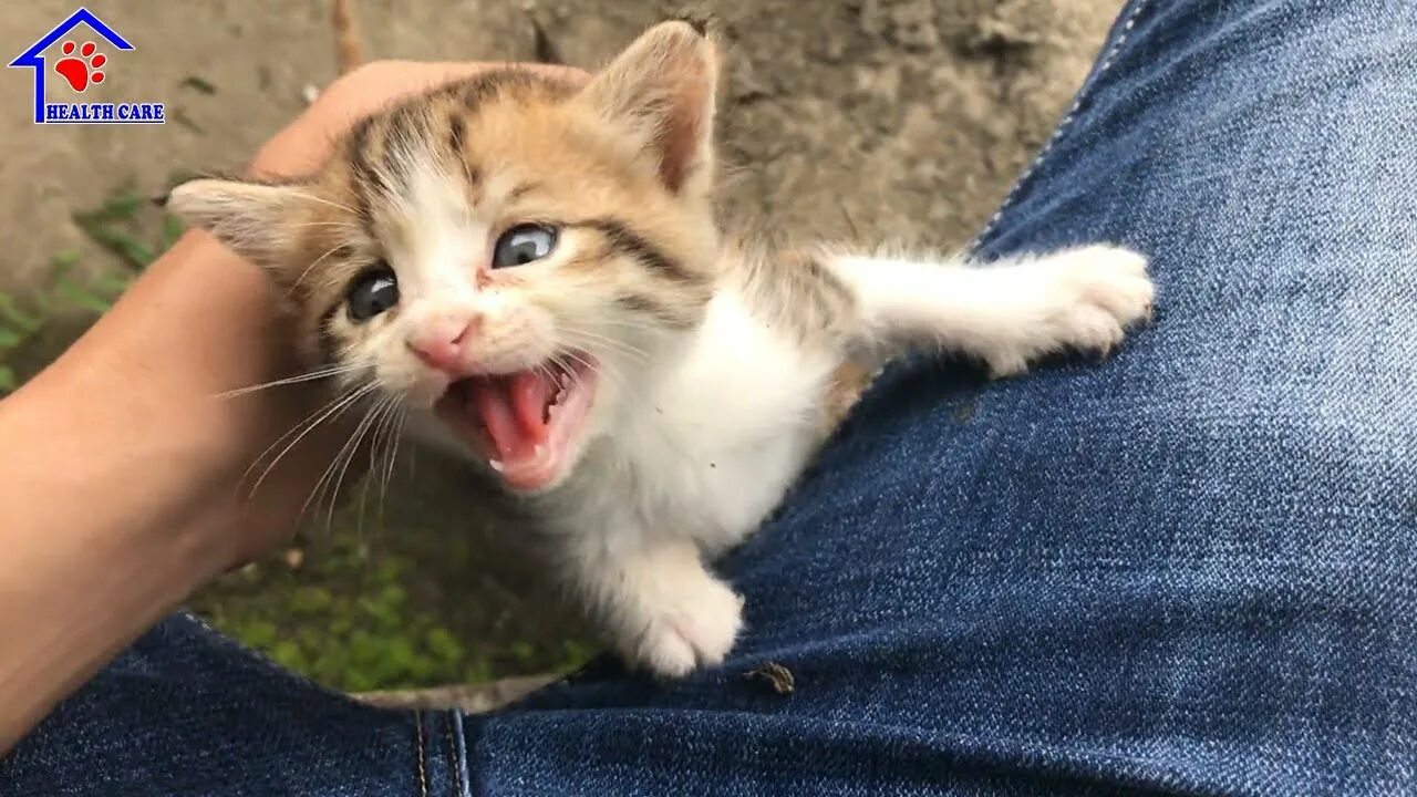 Плачущий котенок видео