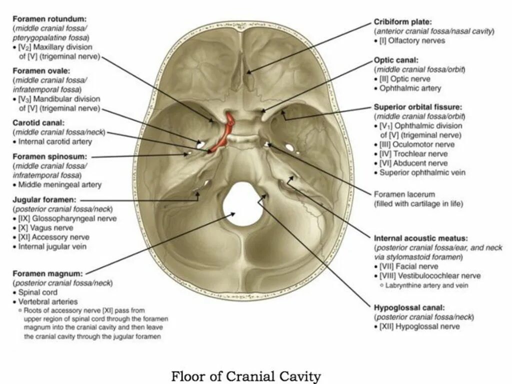 Foramen ovale анатомия. Внутреннее основание черепа анатомия. Форамен ротундум. Круглое отверстие - foramen rotundum. Отдельный отверстие