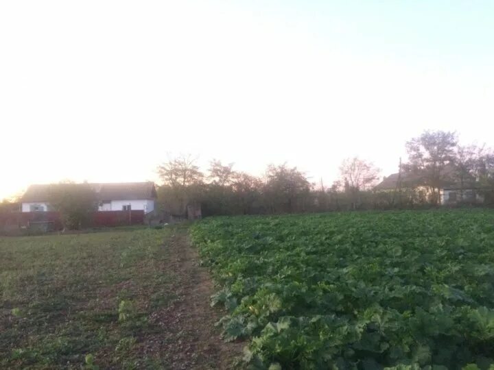 Село Архиповское Краснодарский край. Село Архиповское Белореченского района. Россия, Краснодарский край, Белореченский район, село Архиповское. Школу село Архиповское Краснодарского края. Село великовечное белореченского района краснодарского края