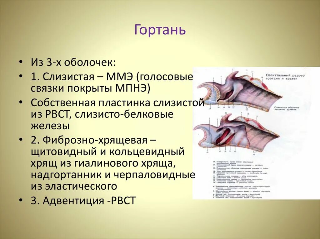 Строение гортани оболочки. Слизистая оболочка гортани. Строение слизистой оболочки гортани. Слизистая оболочка гортани функции. Функции фиброзной оболочки