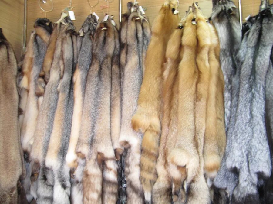 шкура лисы. шкура куницы. пушно-меховые товары. выделанные шкуры чернобурки. мех пушных животных.