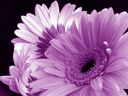 Lilac gerbera