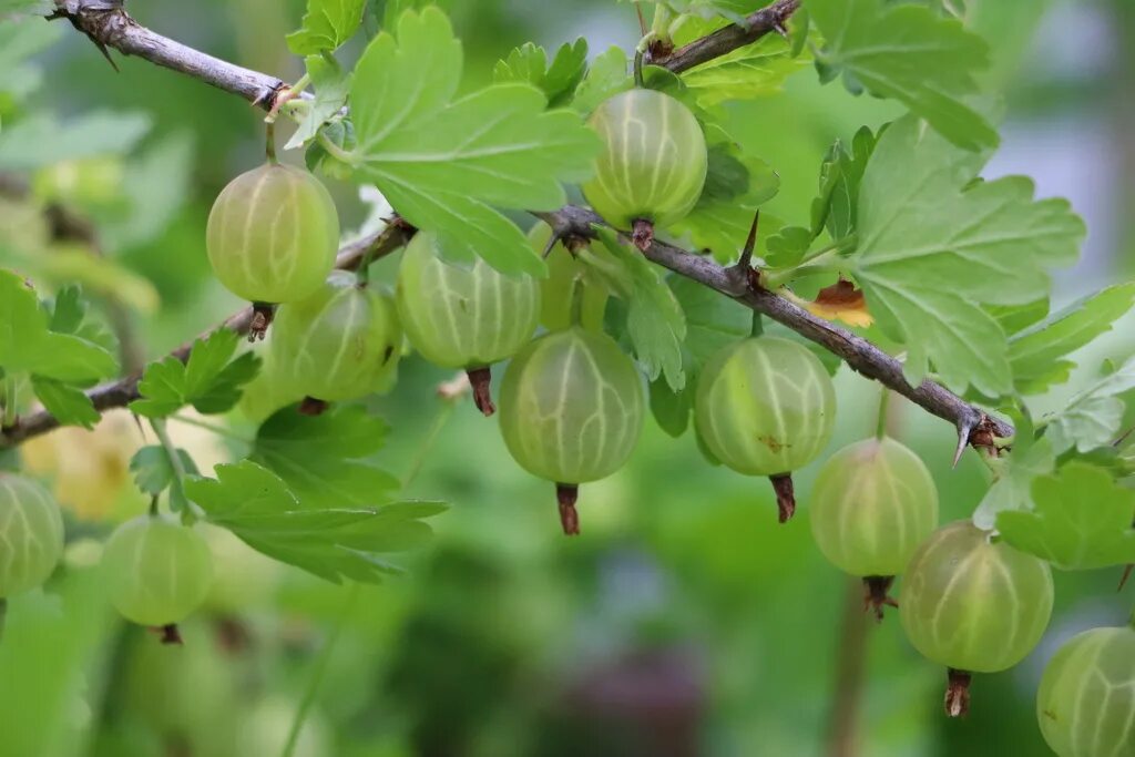 где крыжовник. где крыжовник. где крыжовник. крыжовник макирайнес. крыжовник зеленый сорт родник.