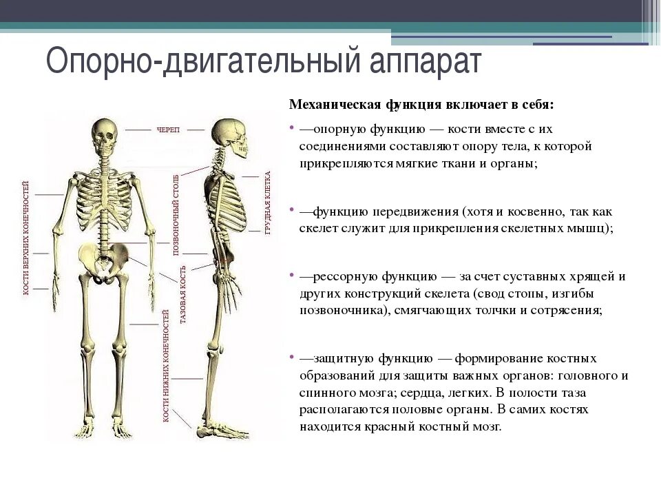 Кости ребра защитную опорную функция