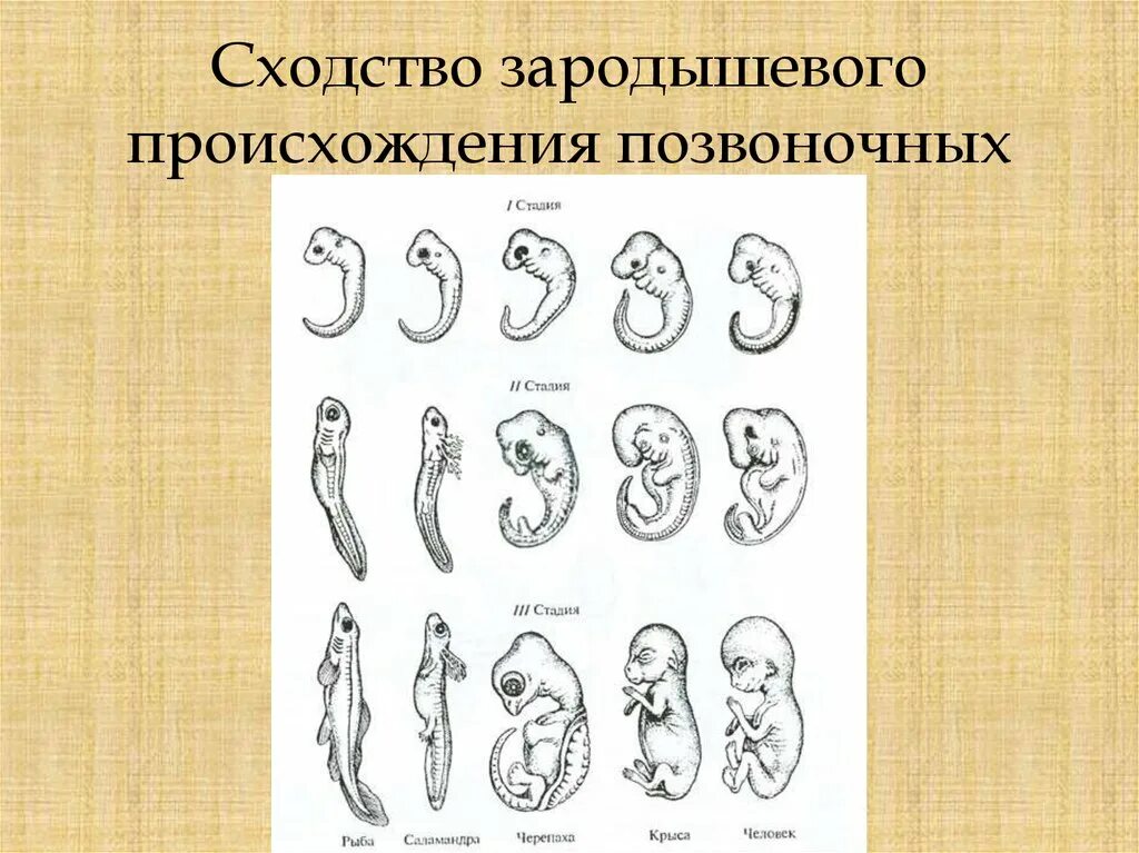 Стадии развития эмбрионов позвоночных. Сходство зародышей разных групп позвоночных. Эмбриологические доказательства таблица. Сходство зародышей человека и позвоночных. Сходства зародышей человека и других позвоночных.