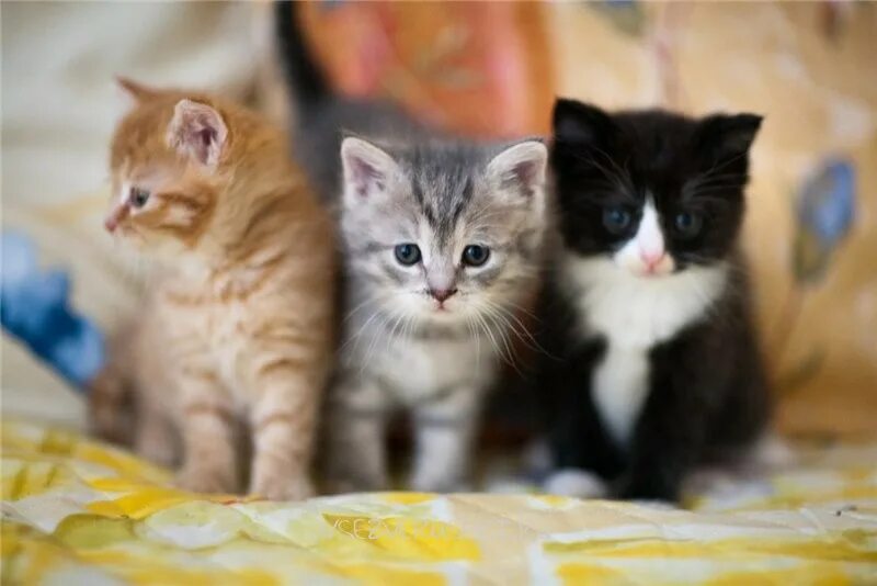 Если коты дерутся, могут ли они жить вместе Кошка.ru Дзен