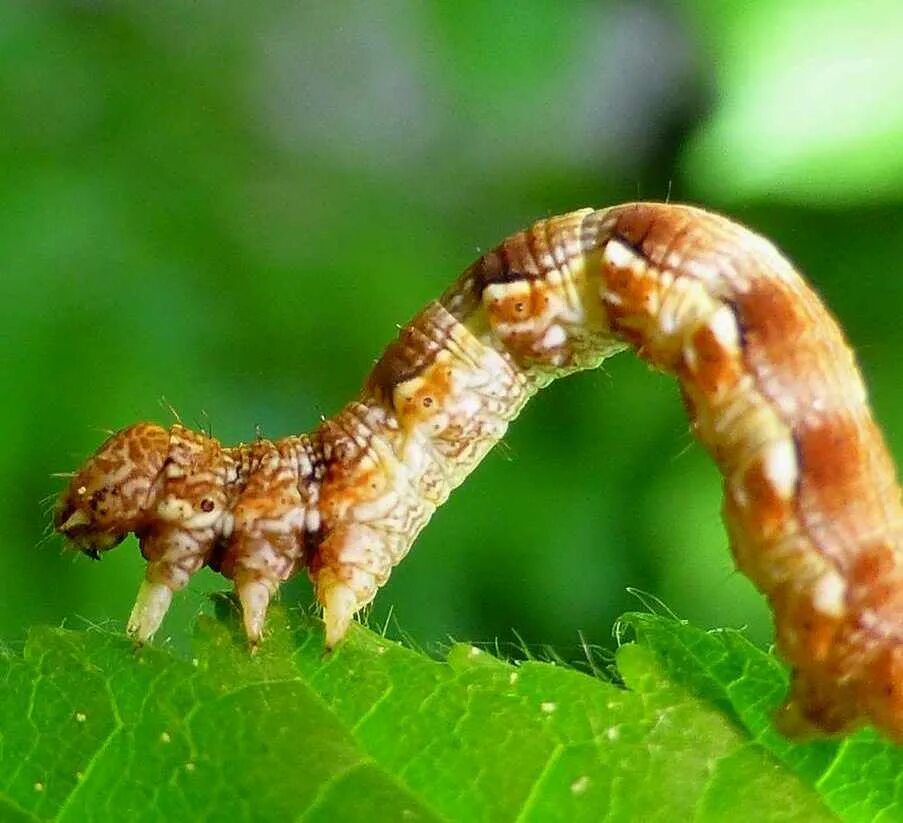 экологическое описание гусеницы пяденицы. экологическое описание гусеницы пяденицы. зимняя пяденица гусеница. пяденица пихтовая гусеница. экологическое описание гусеницы пяденицы.