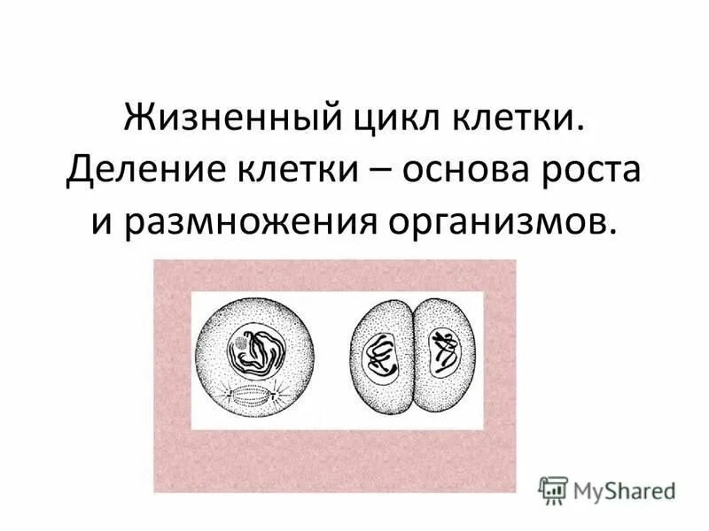 Знкчен метозв в природе. Процесс жизнедеятельности растительной клетки схема. Деление клетки основа роста. Вывод на тему деления клеток. Размножение и развитие организмов.