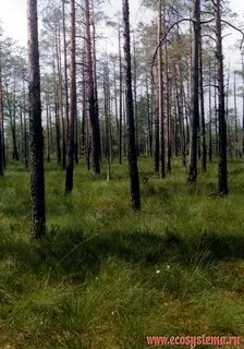 Почвы светлохвойной тайги