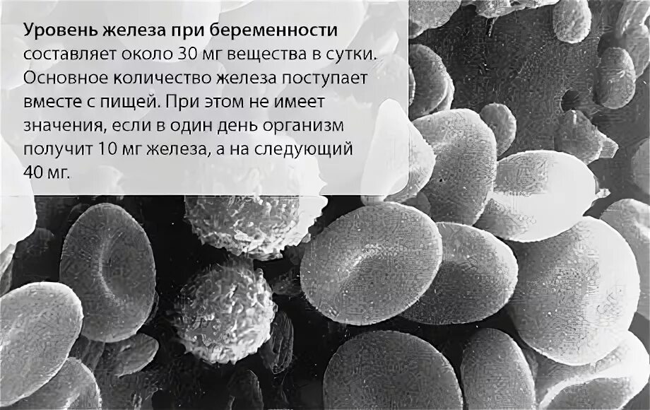 Привкус железа при беременности. Железо у беременных норма 2 триместр. Металлический привкус при беременности. Металлический привкус во рту. Гормоны щитовидной железы и беременность.