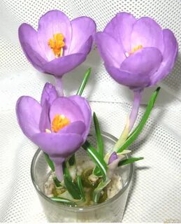 Сколько в больницах из крокуса