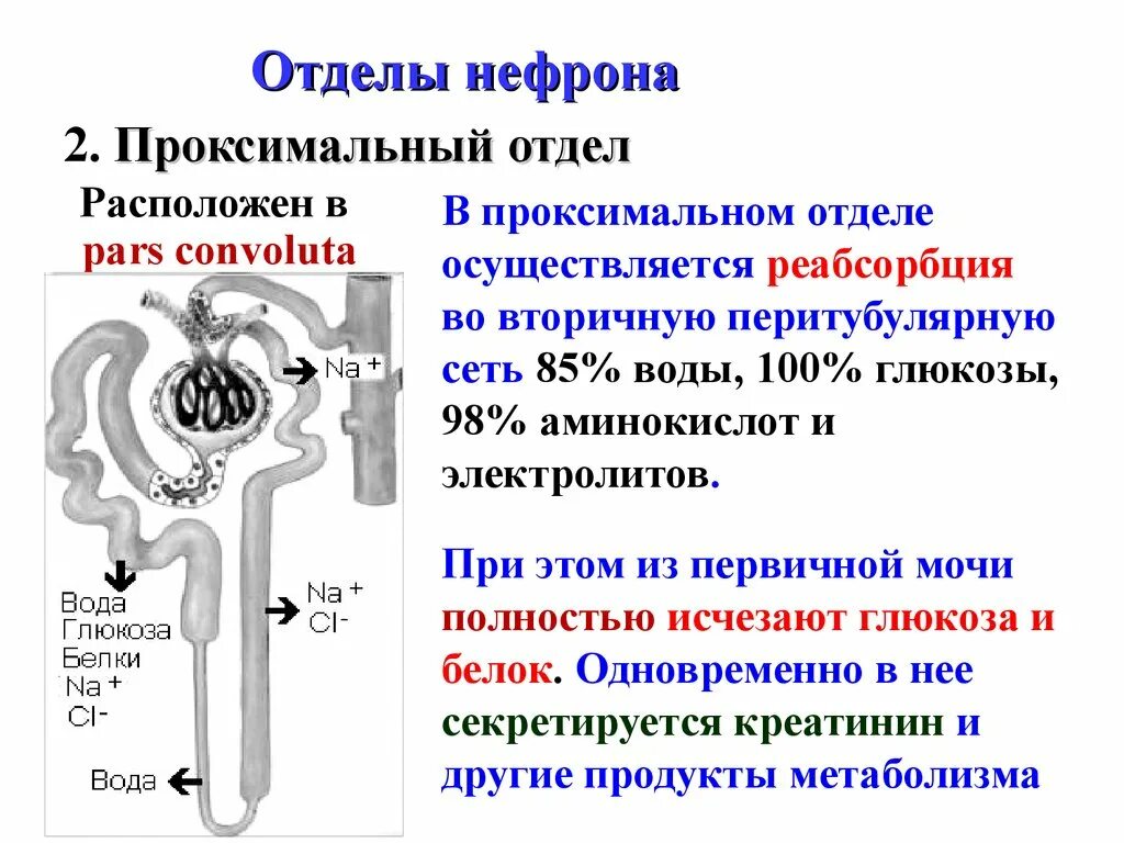 Какую функцию выполняет капсула нефрона. Отделы нефрона почки физиология. Схема строения нефрона физиология. Строение нефрона первичной почки. Строение почки каналец нефрона.