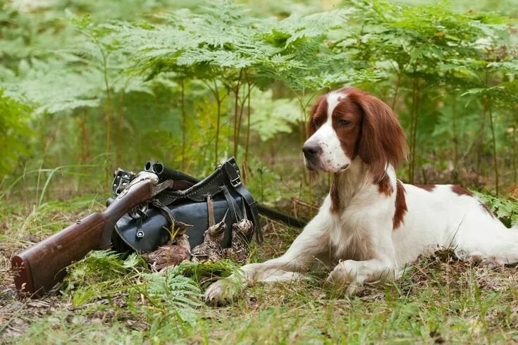 Охотничьи собаки фото German Shorthaired Pointer German shorthaired pointer dog, German shorthaired po