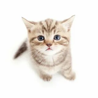 Кота 0 5