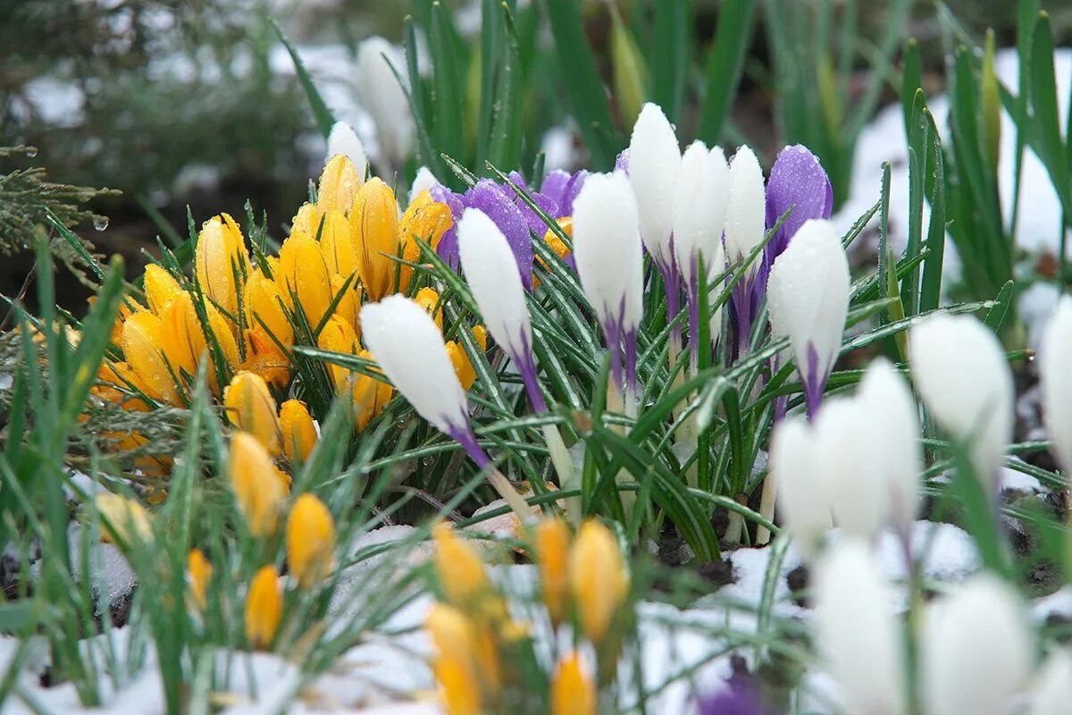 Первоцветы (подснежники, крокусы, гиацинты).. Крокус белый цветок первоцвет. Крокусы и подснежники. Альпийский Крокус.