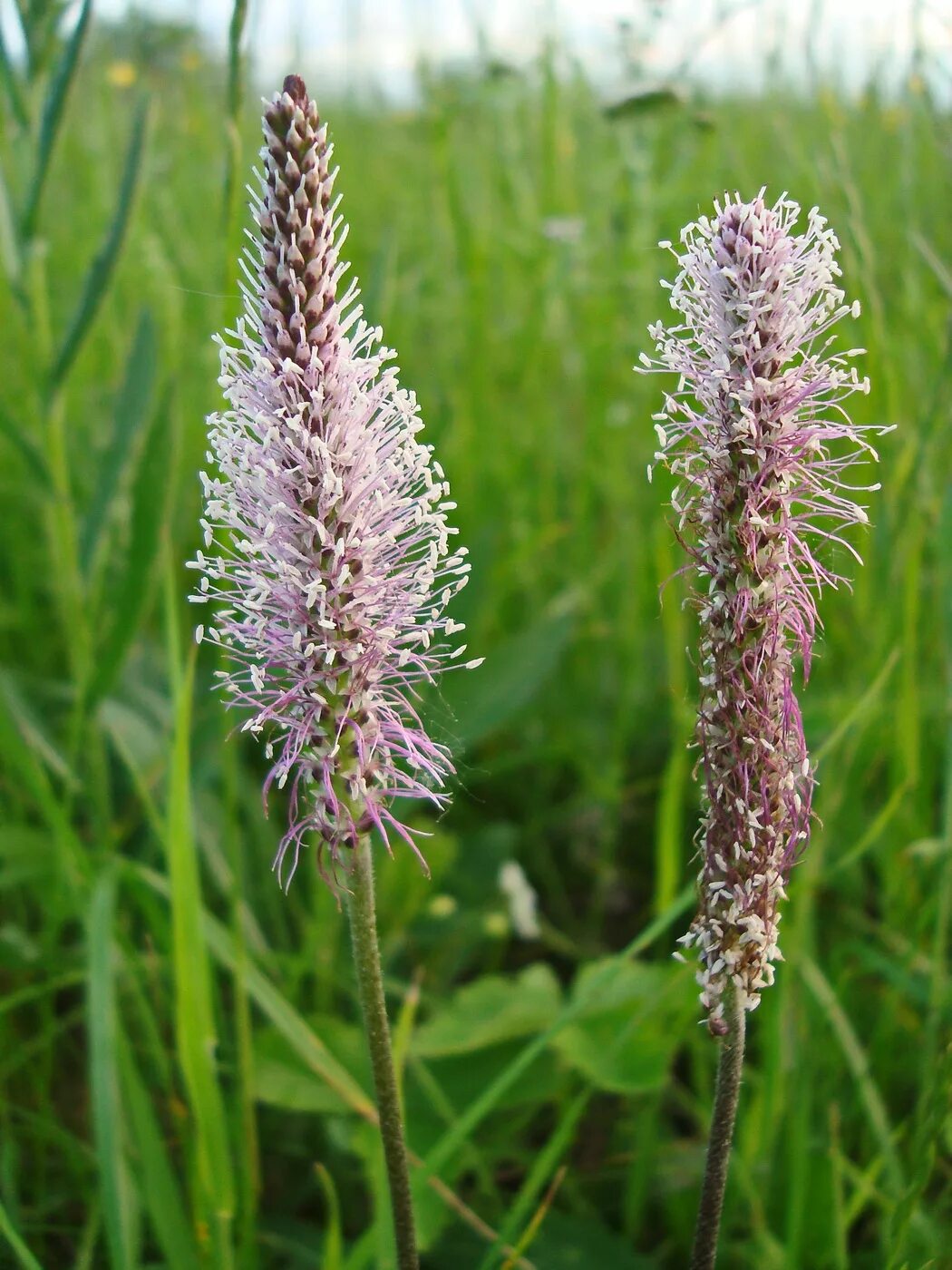 Простые подорожники. Подорожник средний Plantago Media. Подорожник Луговой. Подорожник Крашенинникова. Подорожник трава цветёт.