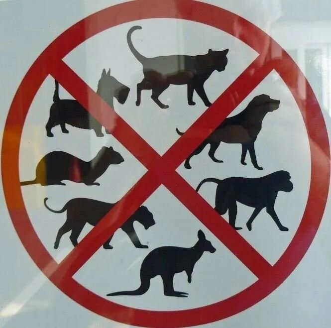 С животными нельзя