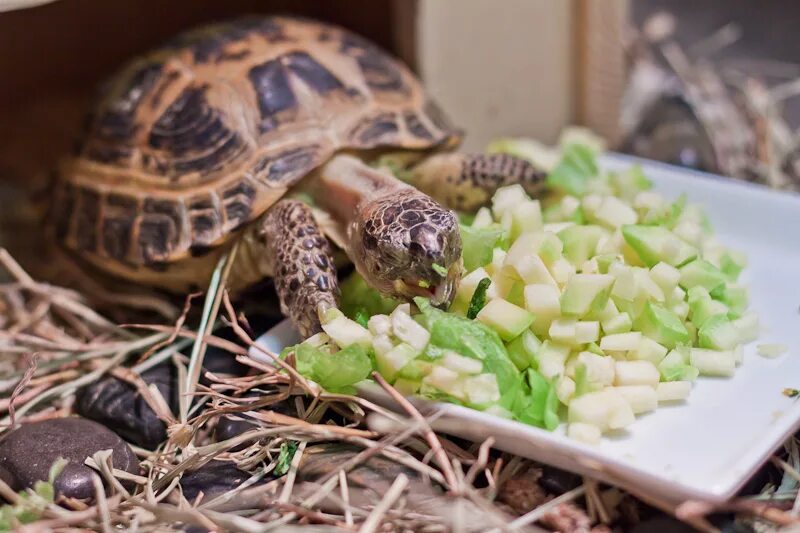Среднеазиатская черепаха. Красноухая черепаха сухопутная. Среднеазиатская сухопутная черепашка кормление. Еда для черепах.