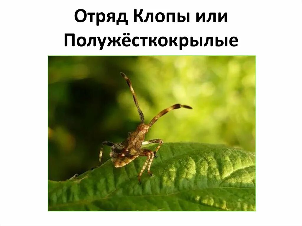 Клопы полужесткокрылые представители. Клопы полужесткокрылые представители. Цикл развития постельного клопа схема. Лесной клоп тип развития. Вредные насекомые для дошкольников.