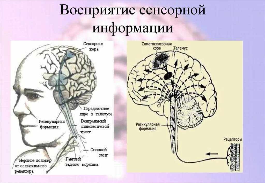 Восприятие сенсорной информации