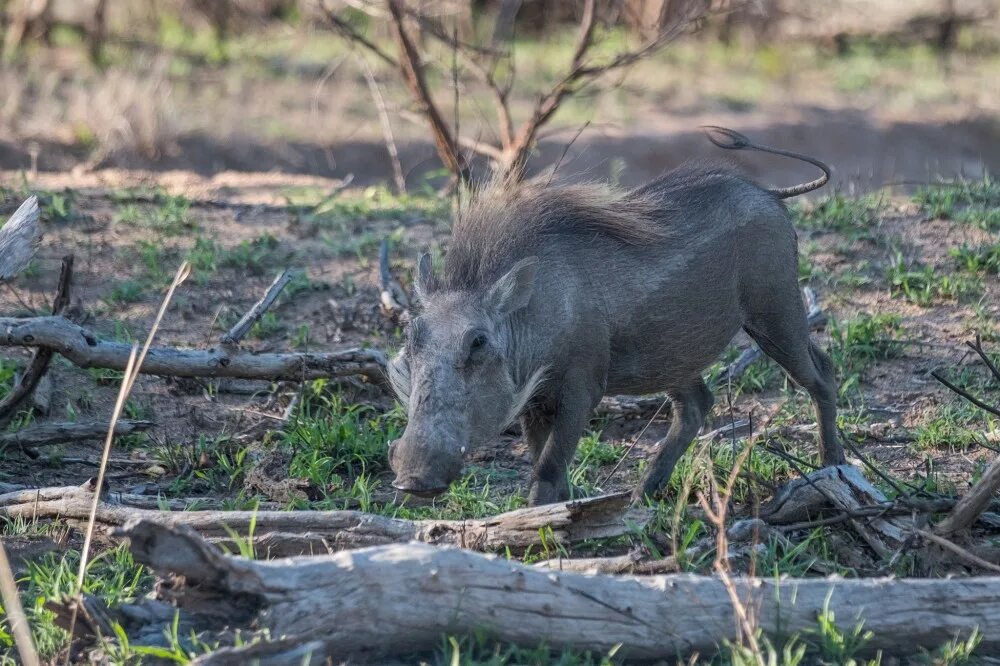 Животные в их естественной среде обитания. Енот ракоед и енот полоскун. Дикие животные в лесу. Пума горный лев. Дикая природа.