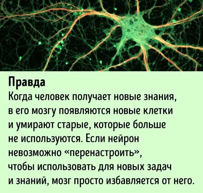 Сколько нейронов в углероде
