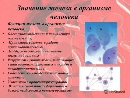 Кластер роль железа в жизнедеятельности организмов