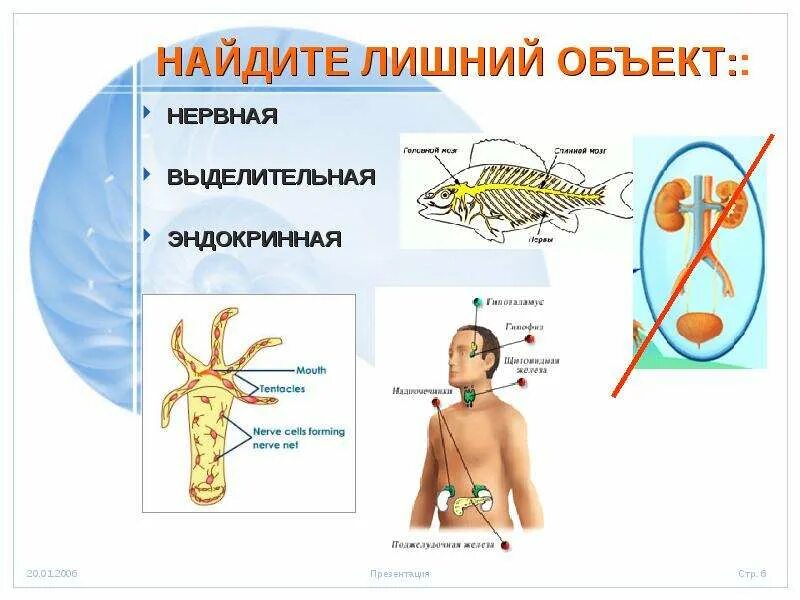 Орган объединяющий нервную и эндокринную систему