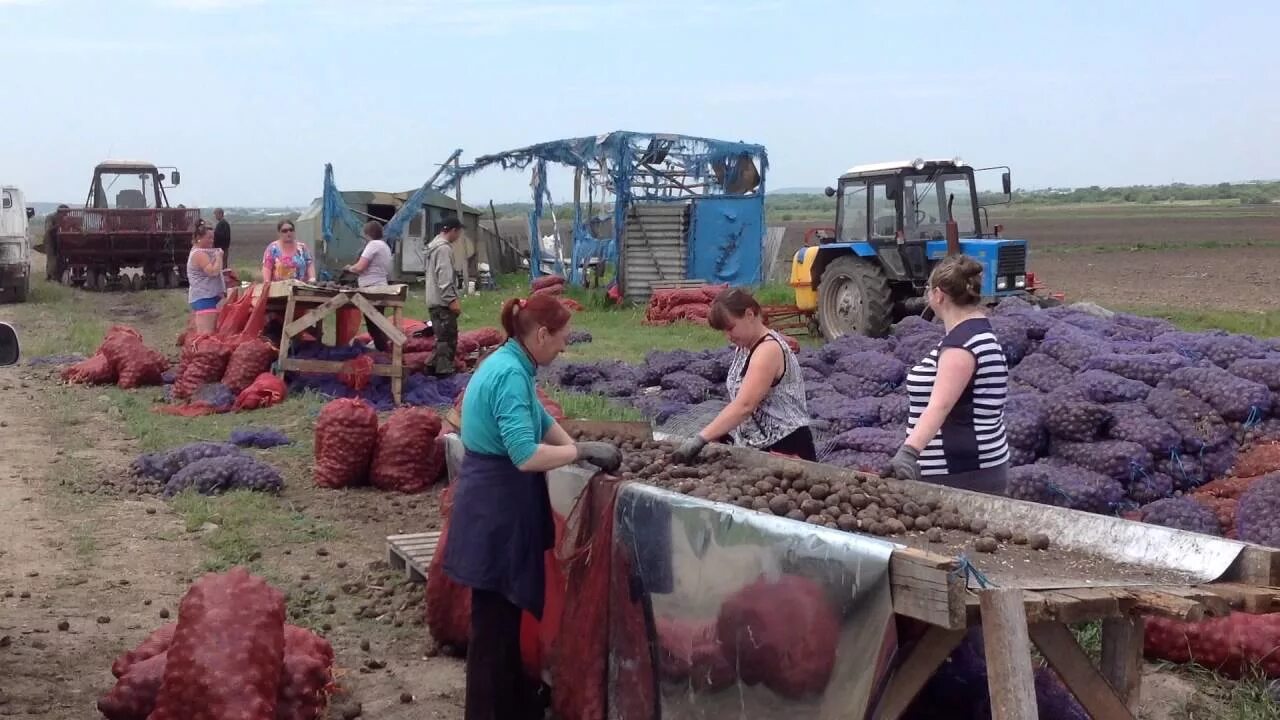 Когда необходимо проводить переборку овощей. Переборщик картофеля. переборщик овощей. сортировка картошки. переборка картошки.