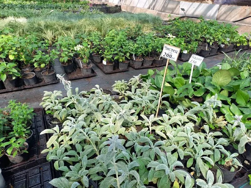 декоративные культуры барнаул