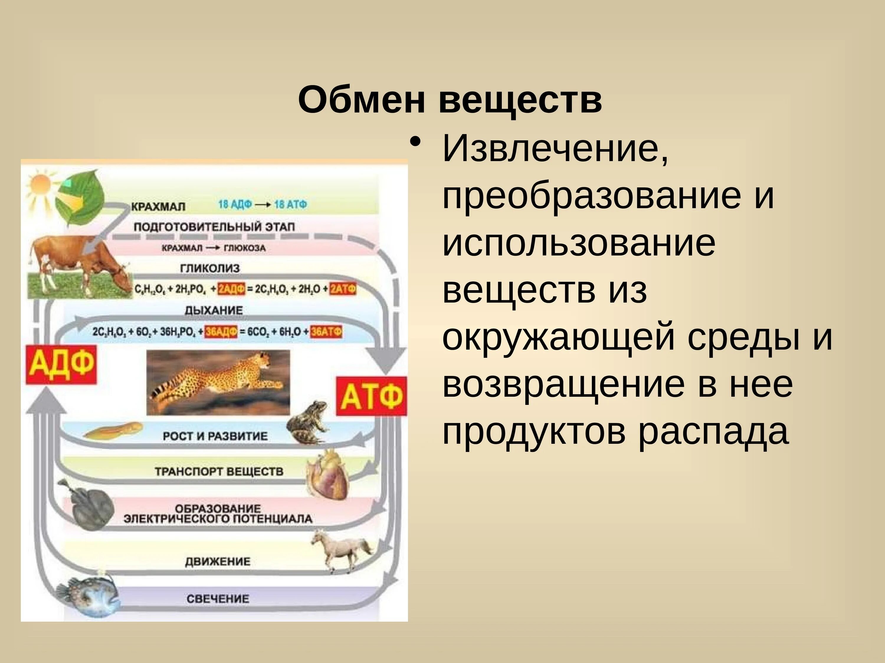 Грибы обмен веществ. Обмен веществ у грибов. Продукт метаболизма грибов. Продукт обмена веществ гриба. Уровни организации питания