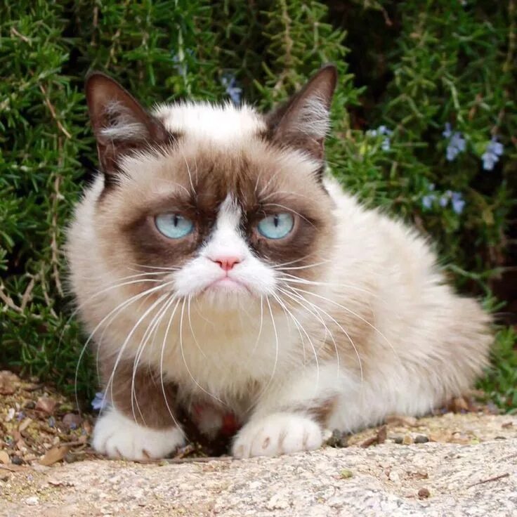 Grumpy s