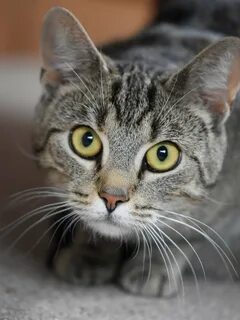 Обычный котик