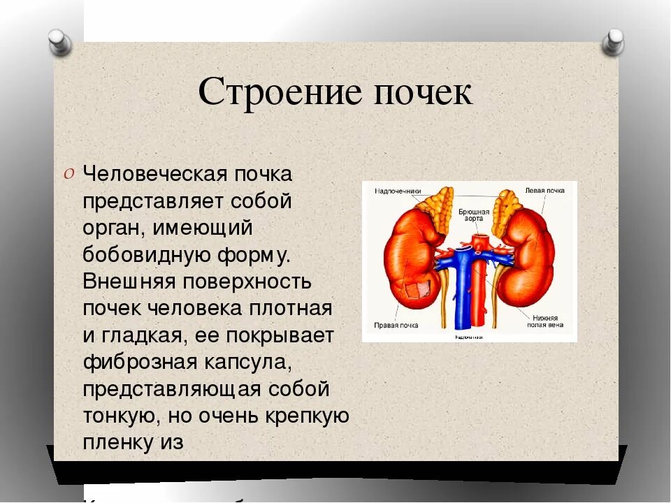 Работа почек человека. Орган почка анатомия строение. Строение человеческой почки. Особенности строения почек. Почки для презентации.