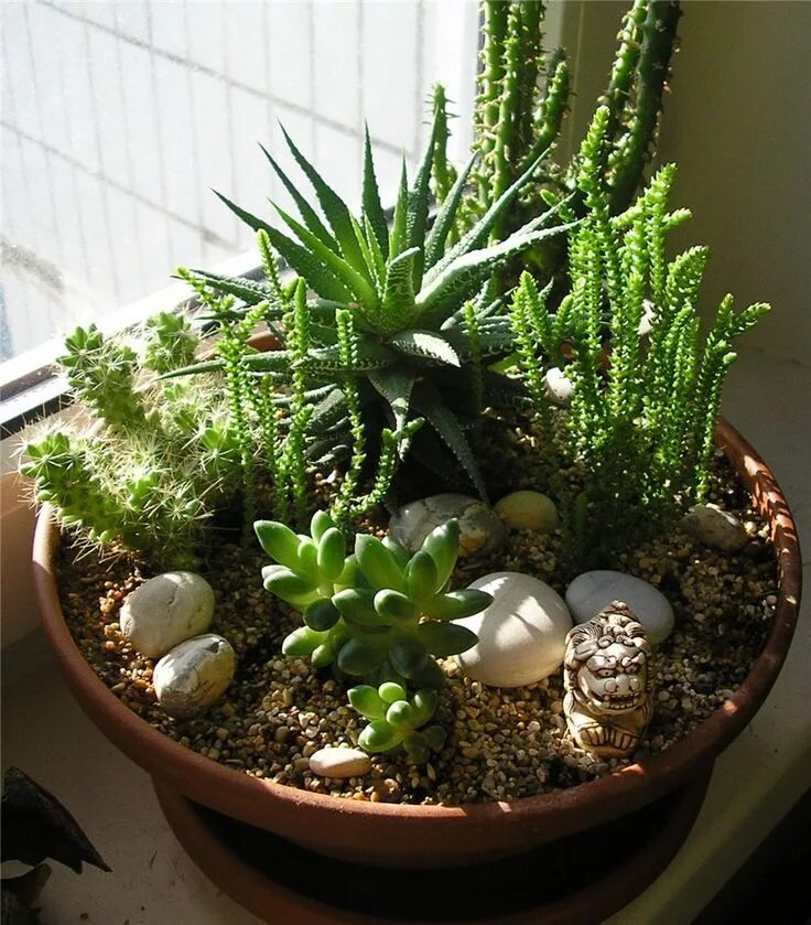 Несколько кактусов в одном горшке фото Pin on Jardines Mini cactus garden, Succulents garden, Succulent gardening