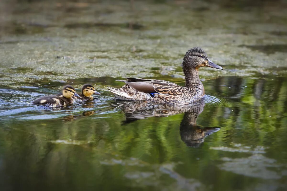 Утка селезень птица. Утиный сайт. Утиный сайт. Утки в пруду. Уточка кряква.