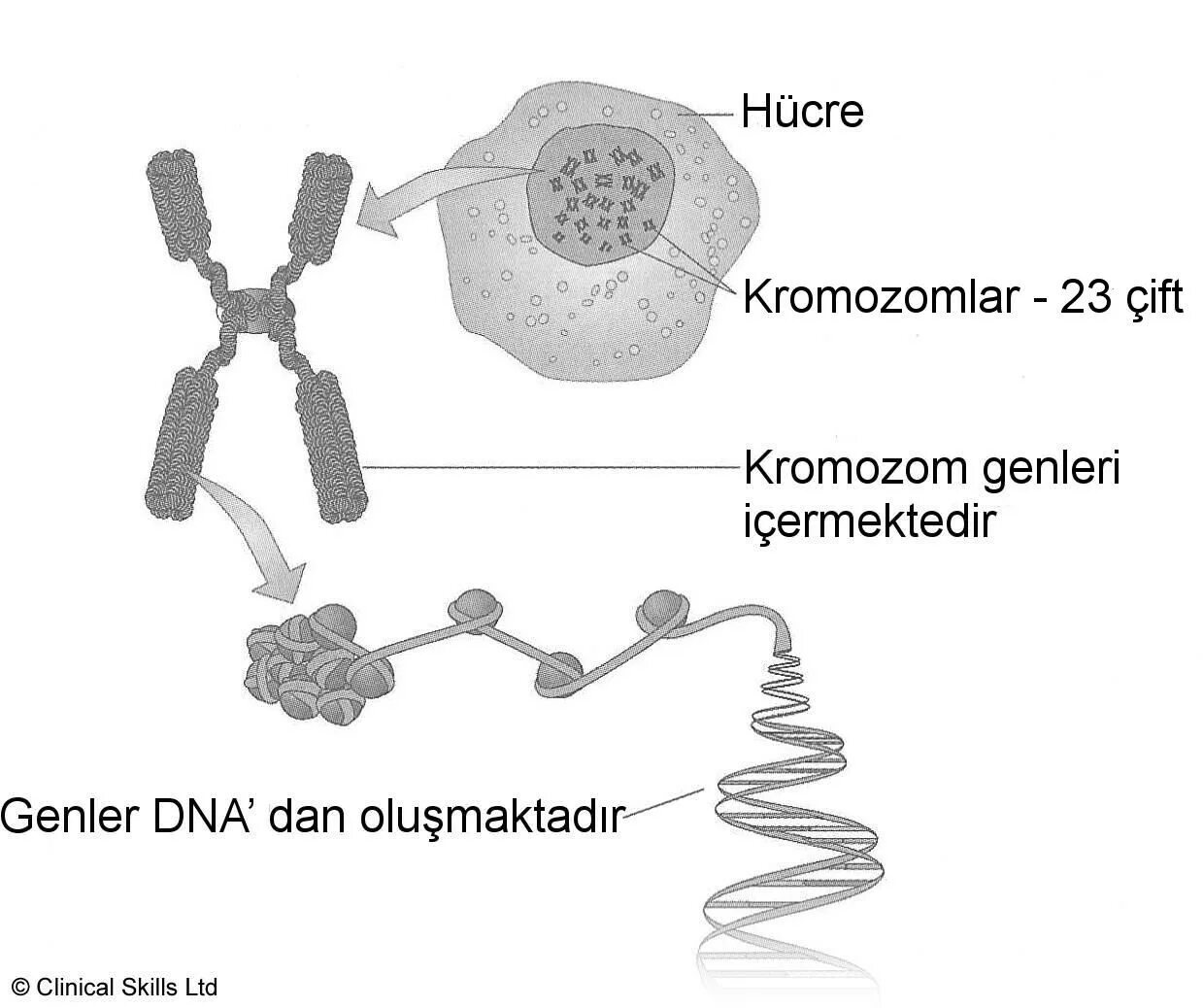 Гены и хромосомы. ДНК И хромосомы. Ген хромосома ДНК. Script broextension gen