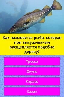 Тресковые породы рыб