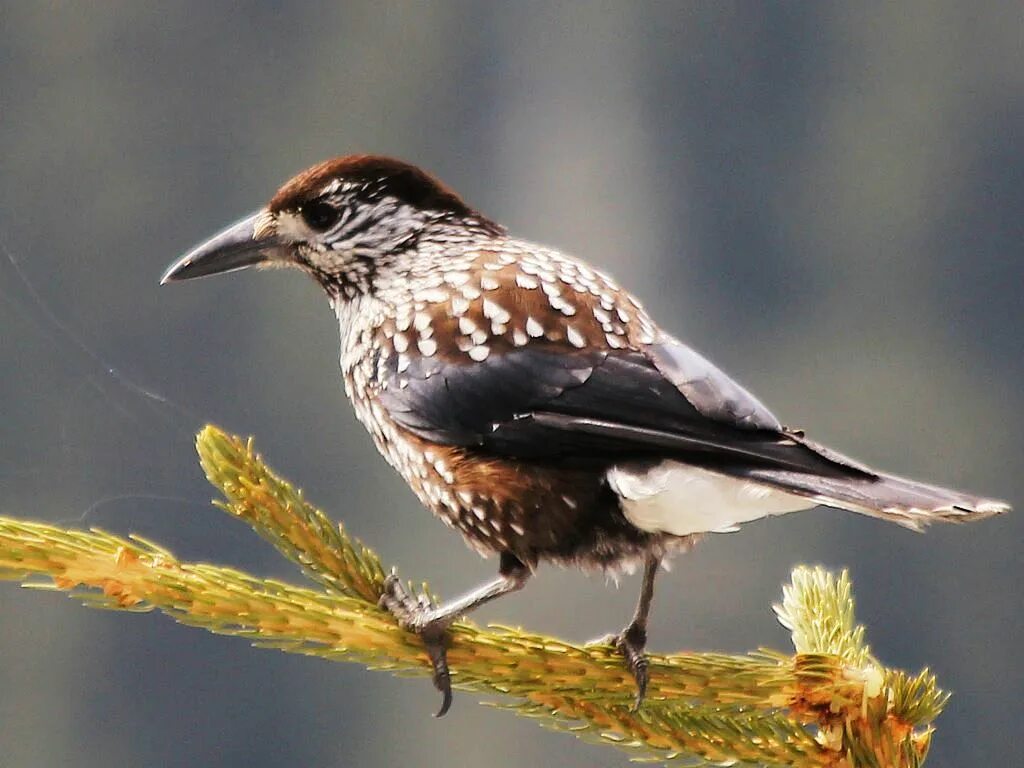 Spotted Nutcracker (Nucifraga caryocatactes). Birds of Siberia.