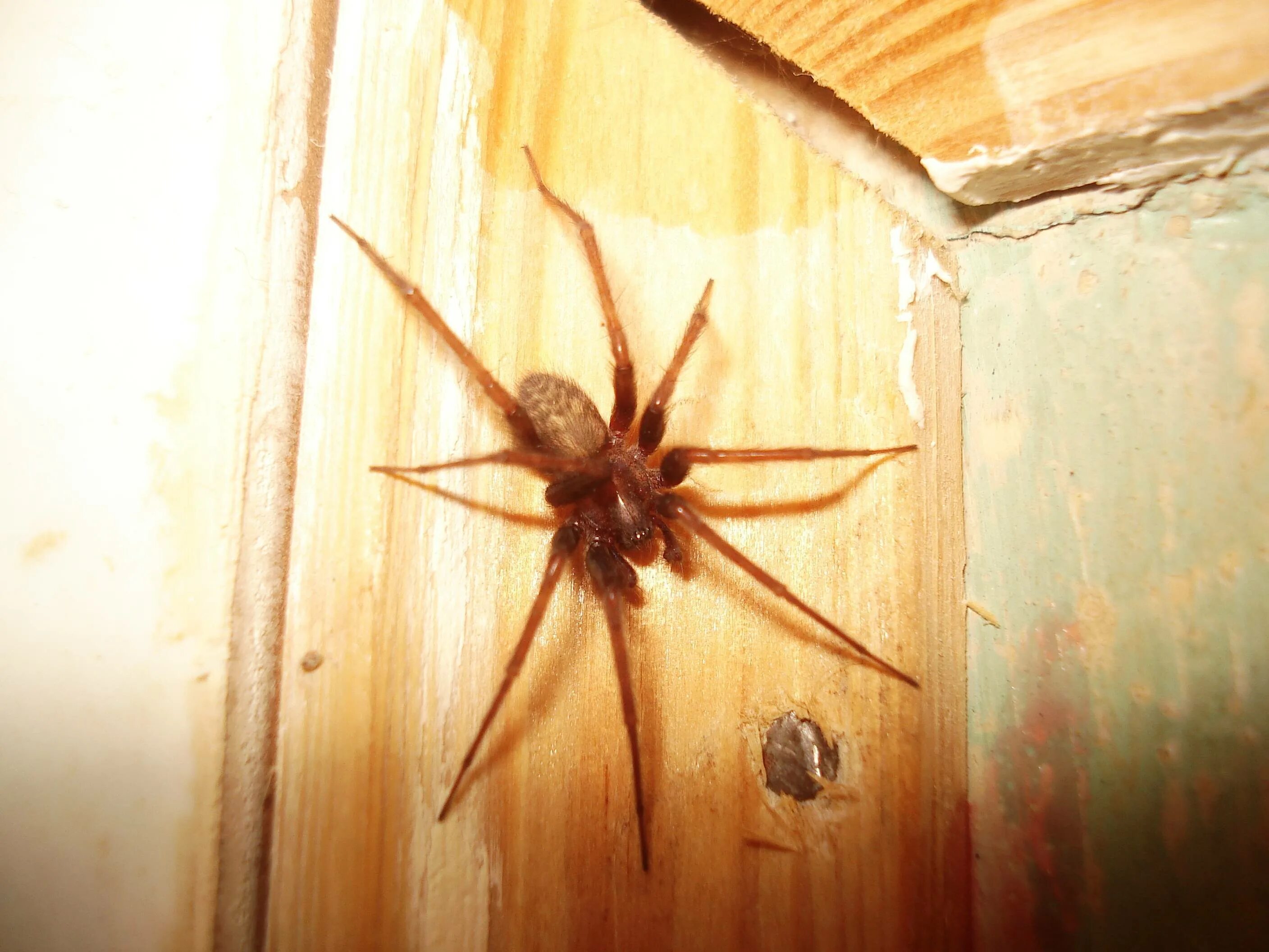 Тегенария домовая паук. Домовый паук Tegenaria domestica. Домовой паук Tegenaria Agrestis. Тегенария домовая.
